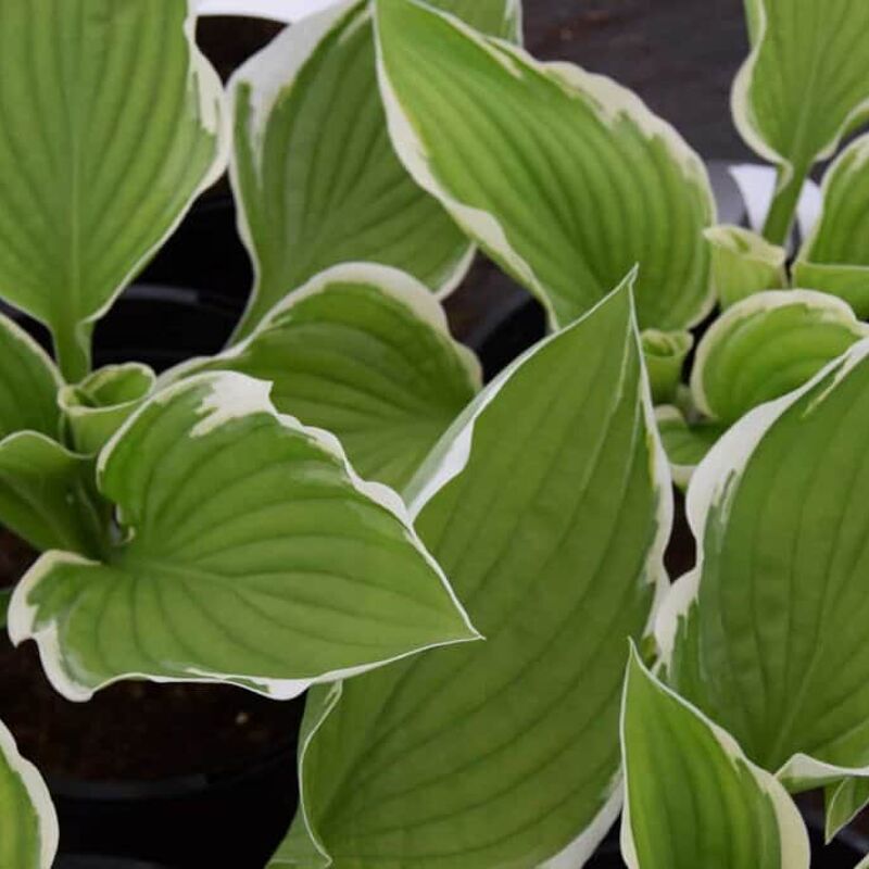 Hosta 'Francee' ---